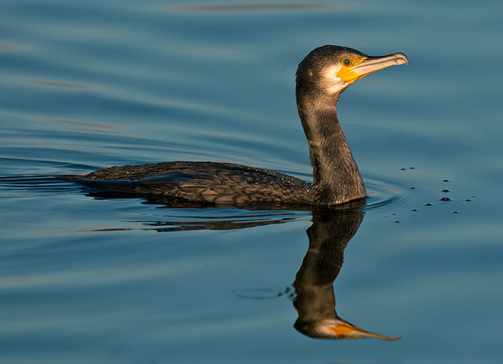 Cormorant (Crosby Marina, Lancashire, 12 December 2009).